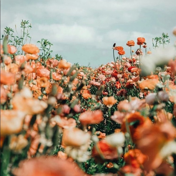 Meet your Posher, Jilliyn - Picture 1 of 1